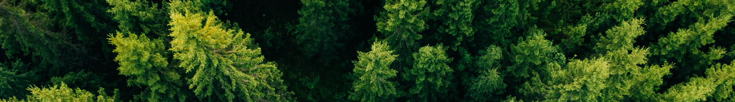  About Bank -  Bosque de pinos 