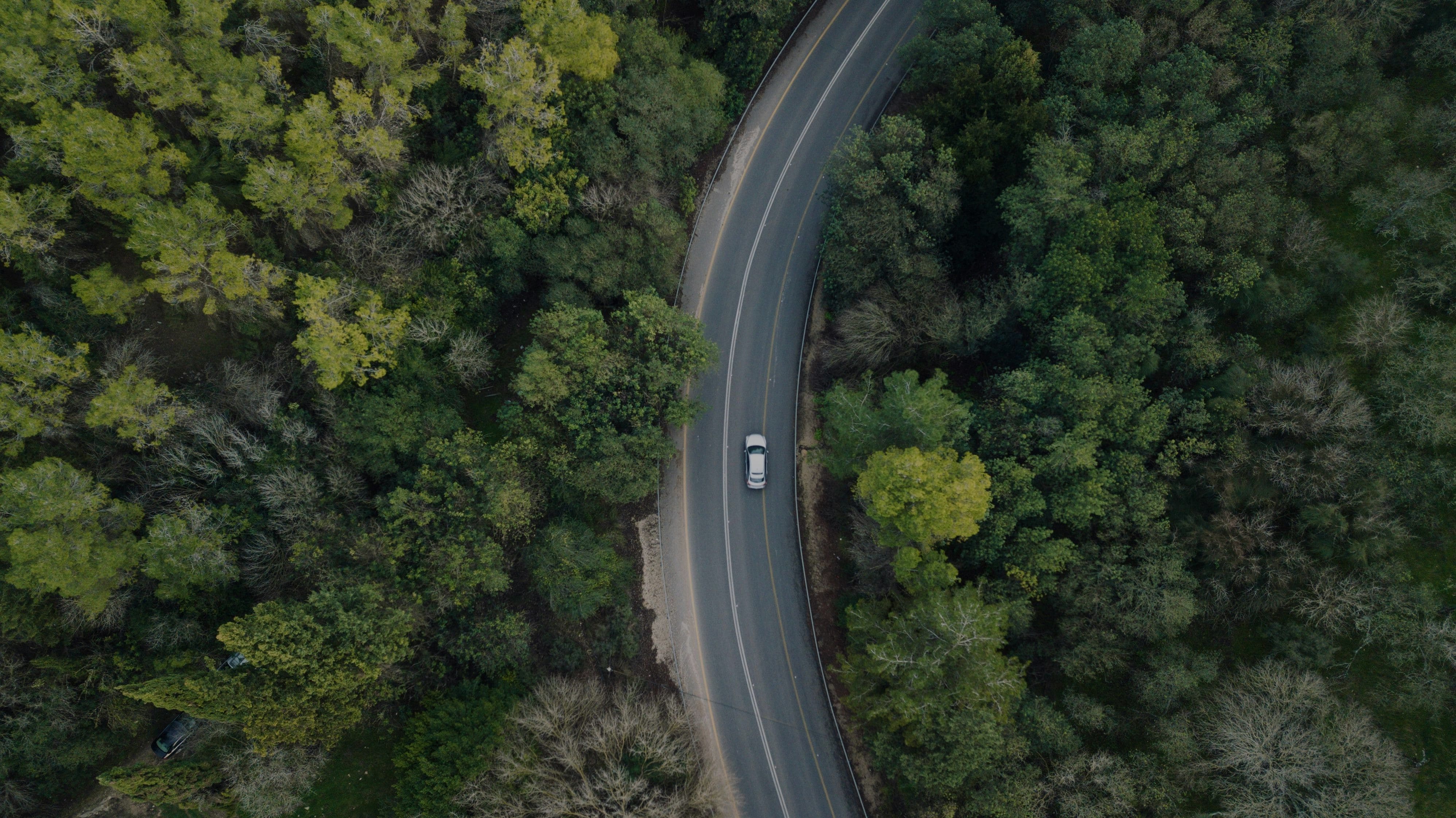 carretera rodeada de bosque