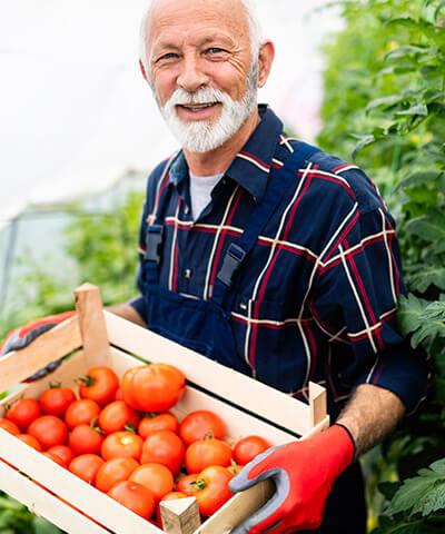 Ventajas SAECA - Agricultor de edad mayor sonriendo con camisa de cuadros y una caja con tomates en las manos en el campo