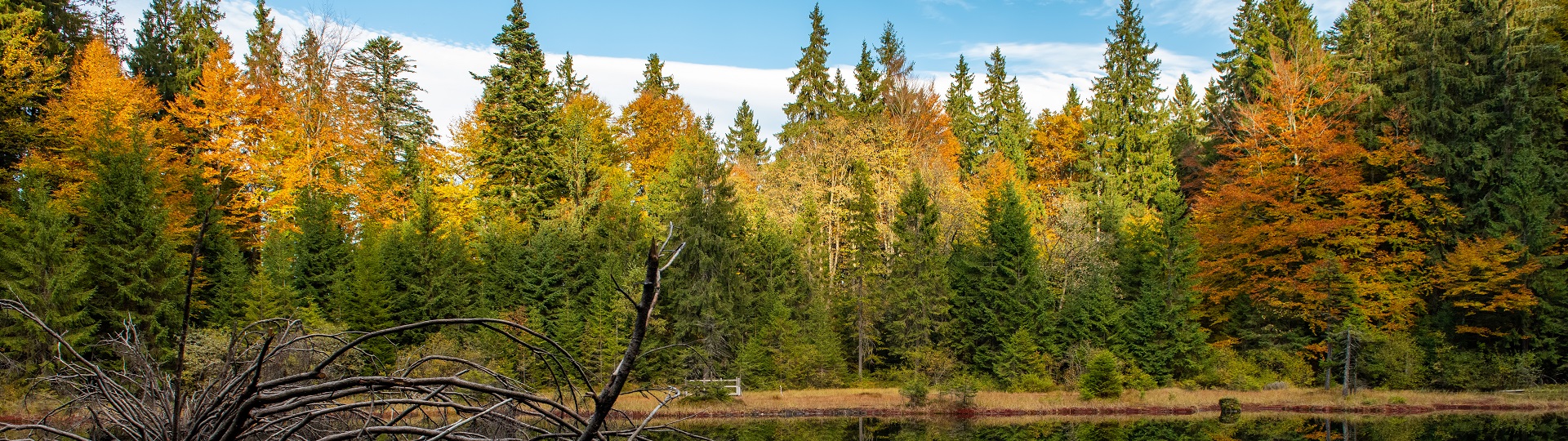 Bosque en otoño